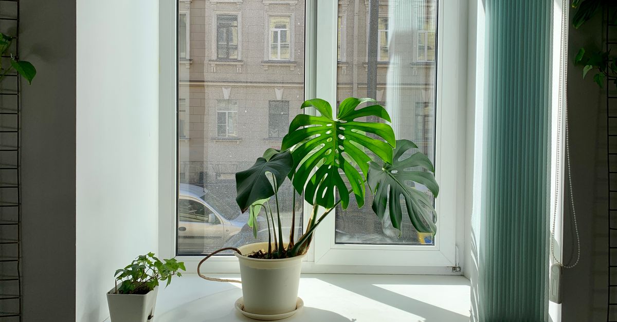 Doniczkowa monstera i mniejsza roślina stoją na parapecie okna z widokiem na ulicę i zaparkowany samochód.